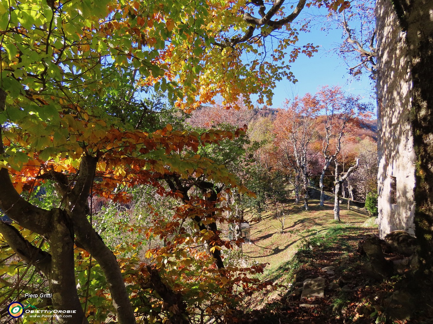 22 Nella splendida faggeta in smagliante  veste autunnale 'Ol rocolu'.JPG